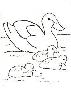 230x300 Mallard Duck Coloring Page For Kids Ducks And Friends Animals