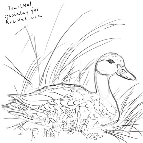 480x481 Mallard Duck Head Drawing