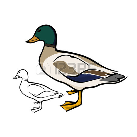 450x450 Mallard Duck Royalty Free Cliparts, Vectors, And Stock