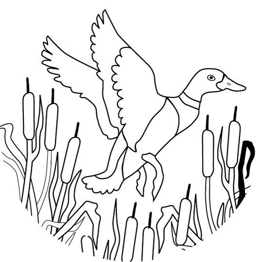 540x540 Duck Hunting Coloring Pages Coloring Page For Kids