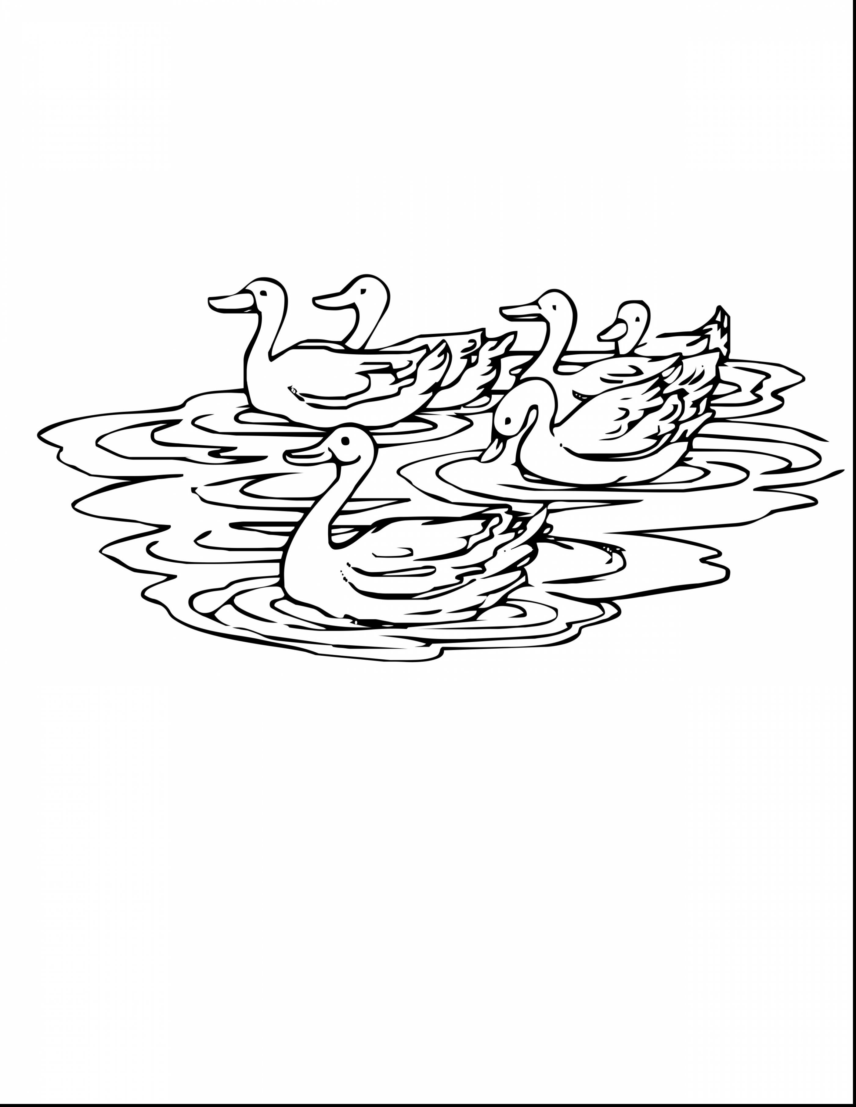 2805x3630 Impressive Duck Drawing With Duck Coloring Page