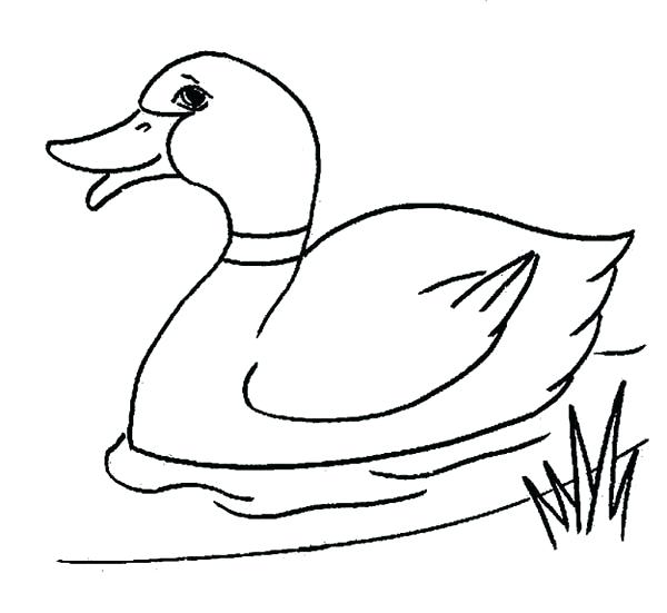 600x551 Coloring Pages Ducks Duck Coloring Pages Photos Free Coloring