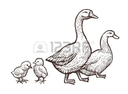 Duck Pencil Drawing at GetDrawings | Free download