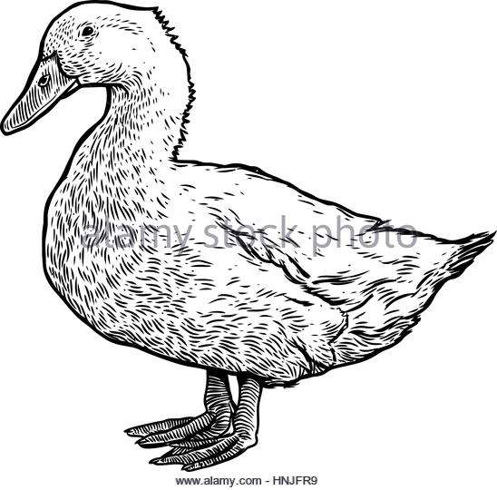 548x540 Drawing Duck Stock Photos Amp Drawing Duck Stock Images