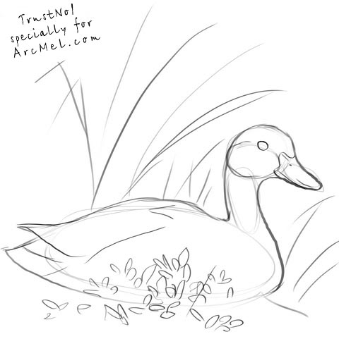 480x481 How To Draw A Duck Step 3 Art Art Google, Animal