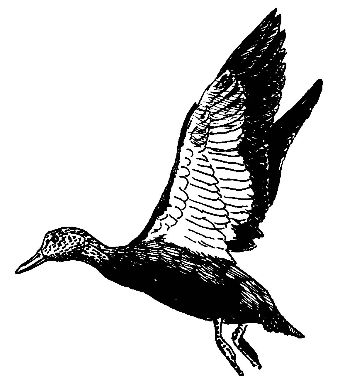 1160x1332 Flying Duck Illustration