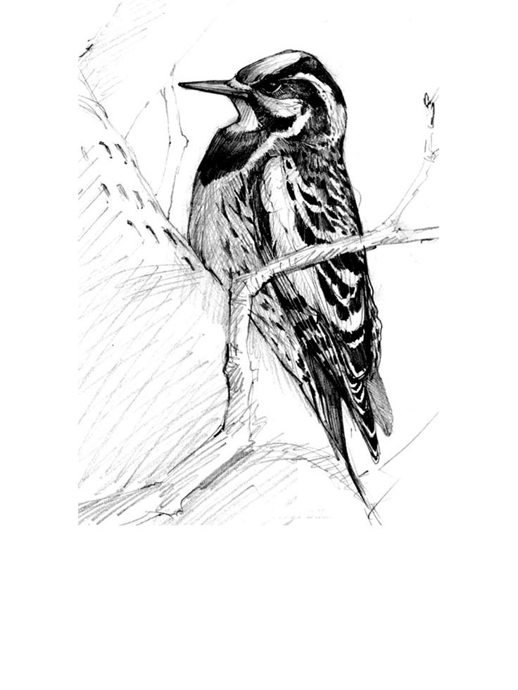 736x979 96 Best Birds Images On Bird Drawings, Drawings