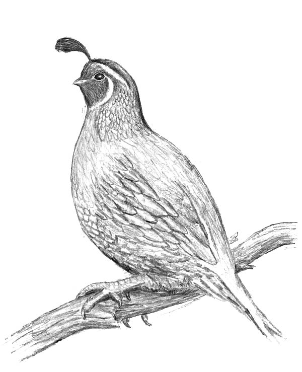 600x739 Awesome Drawing Of Quail Coloring Page Color Luna