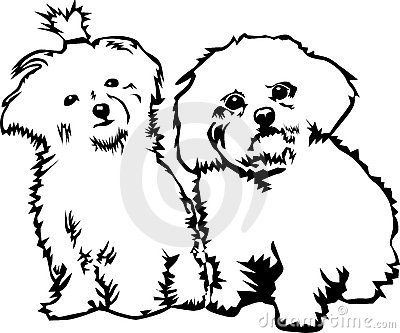 Maltese Dog Drawing