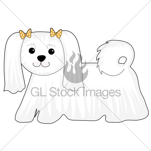 500x500 Maltese Dog Gl Stock Images