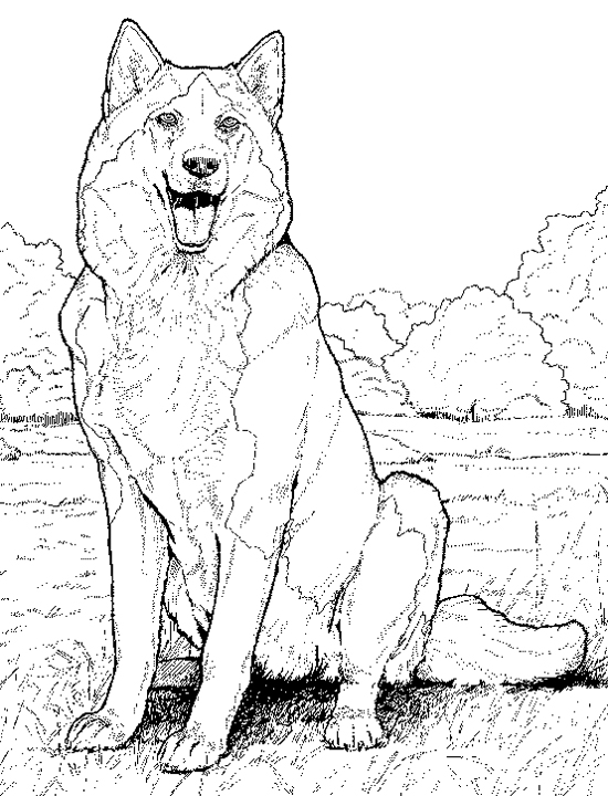 550x720 Maltese Animal Coloring Pages Siberian Husky Coloring Pages Futpal