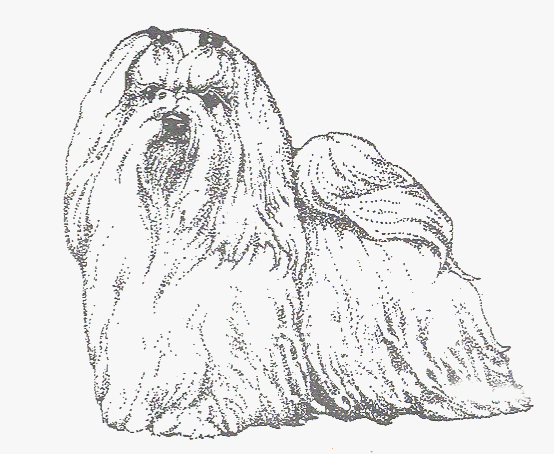 554x454 Maltese Page