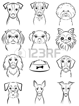 338x450 Maltese Terrier Stock Photos. Royalty Free Business Images