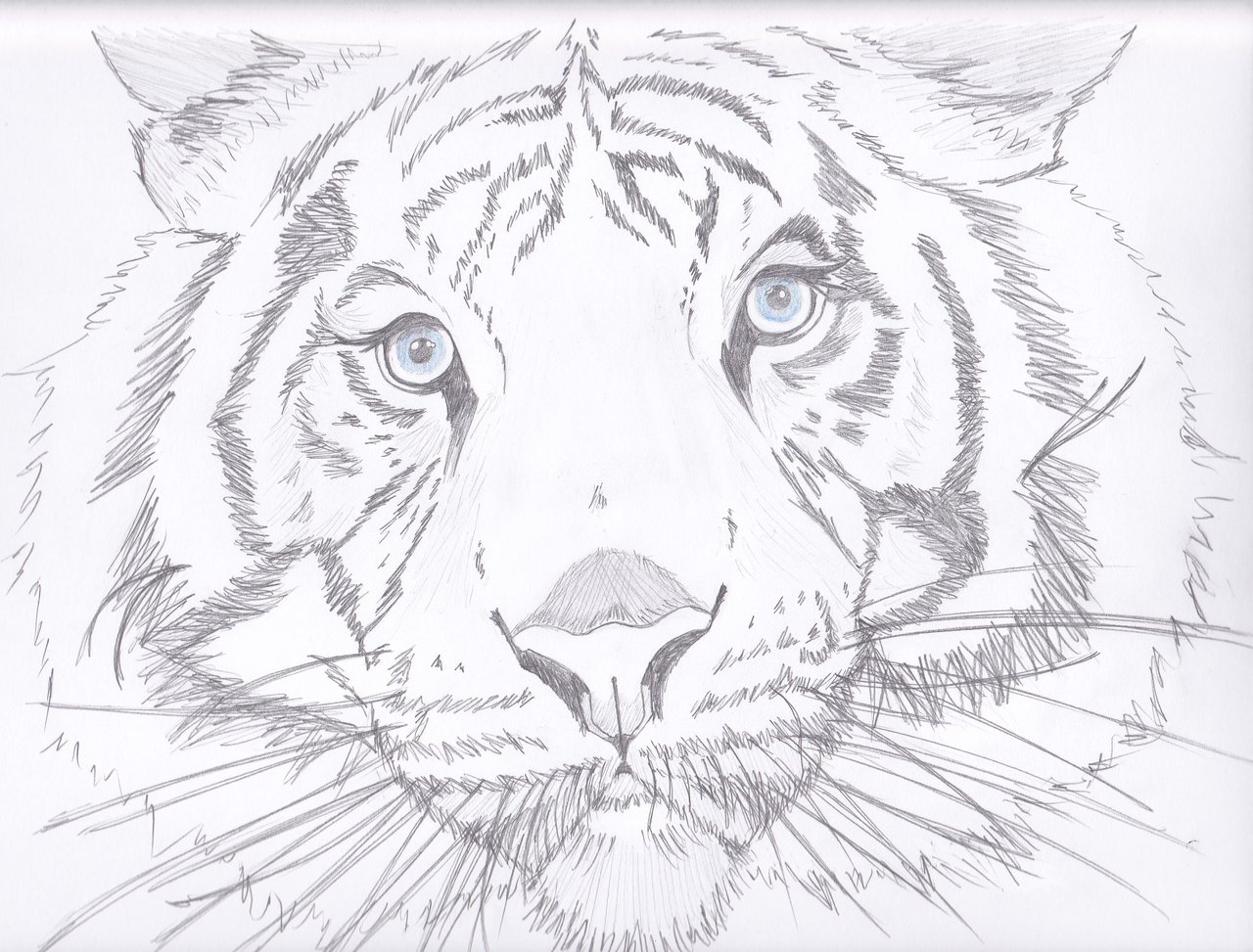 1280x973 Maltese Tiger By Cbluv