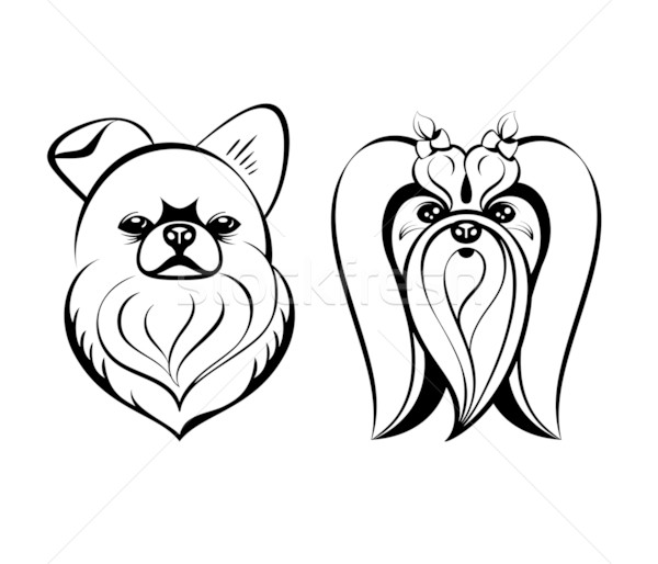 600x514 Maltese Dogs Vector Illustration Sahua ( 1734437) Stockfresh