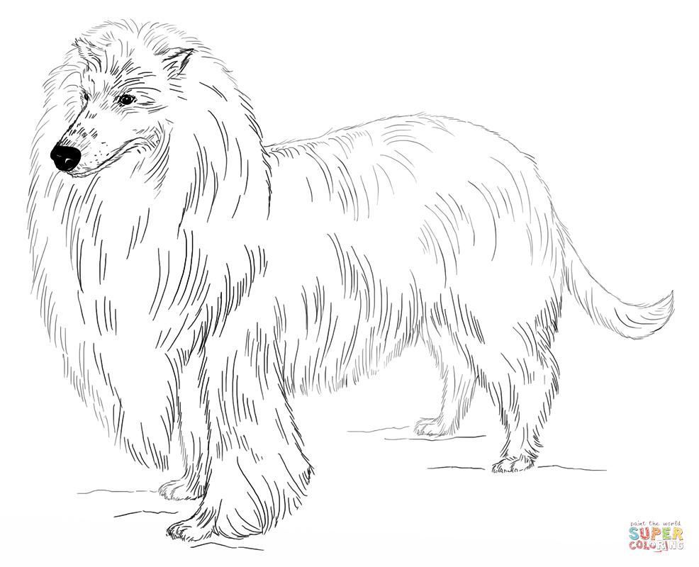 986x800 Short Hair Maltese Dog Coloring Page Free Printable Coloring Pages