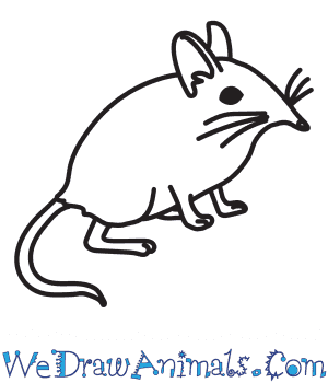 300x350 How To Draw A Shrew