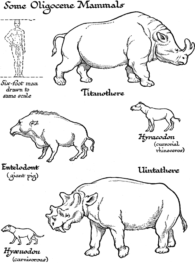 756x1024 Mammals From The Oligocene Mammals Clipart Etc