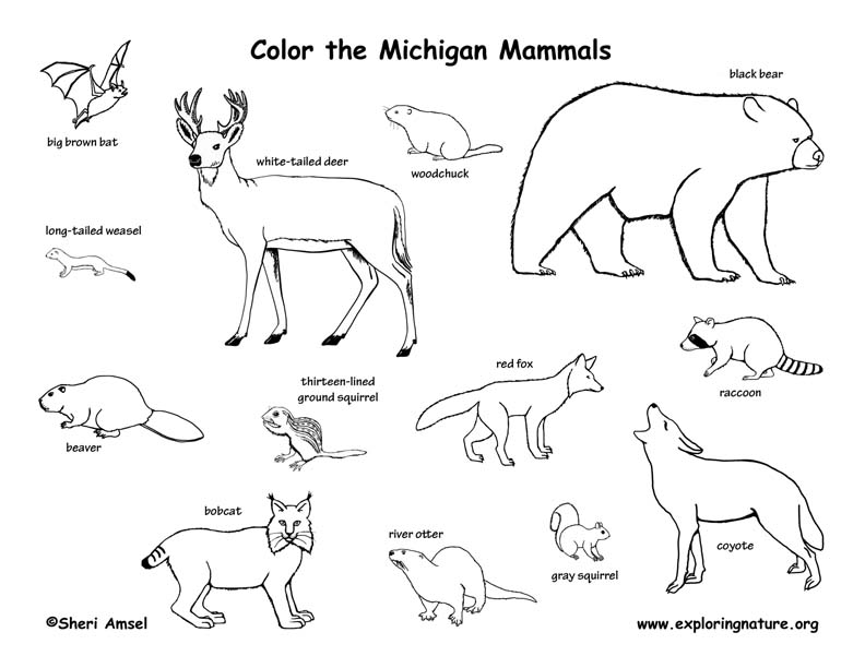 792x612 Mammal Drawing