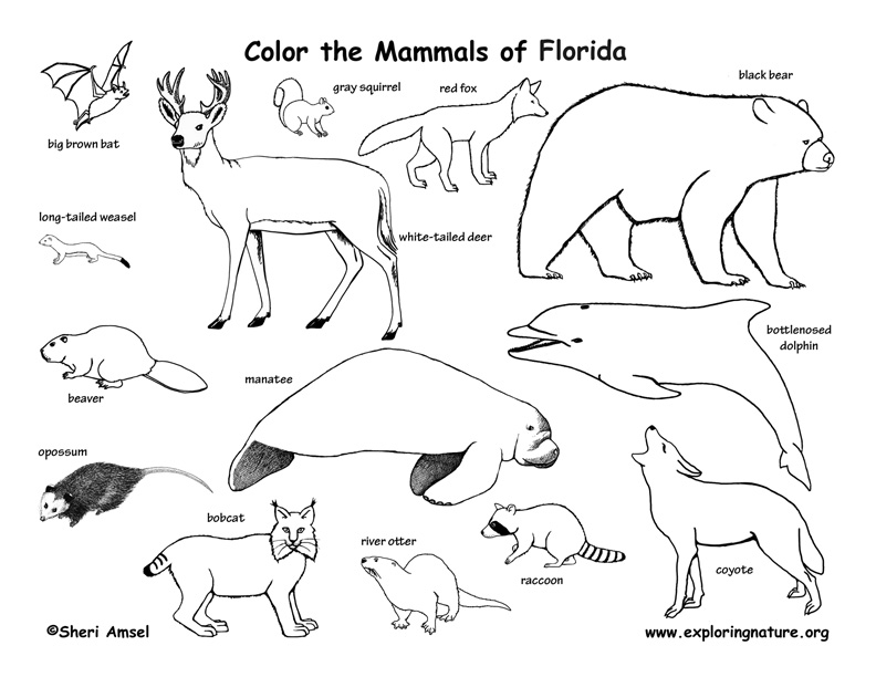 792x612 Mammals Coloring Pages
