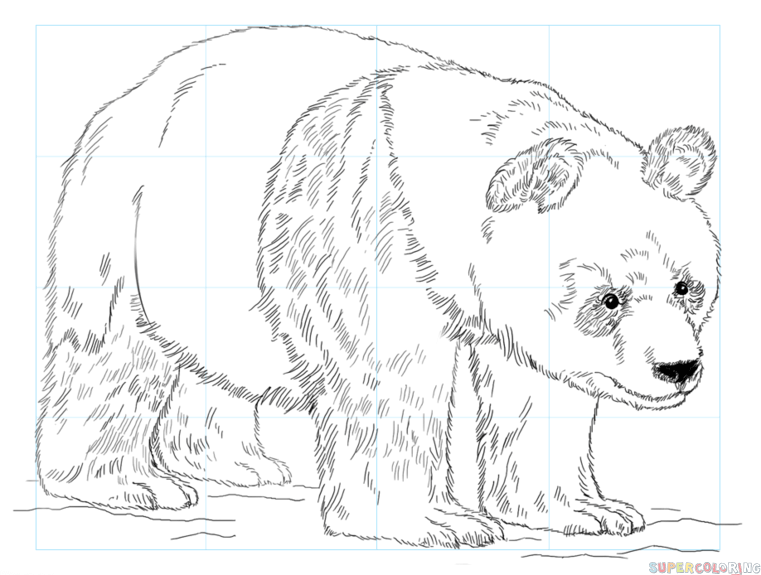 761x575 Mammals Step By Step Drawing Tutorials