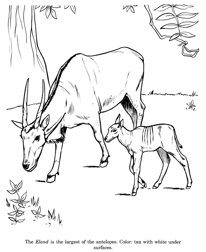 670x820 Mammals Wild Animal Best Blog Wild Animal Drawing
