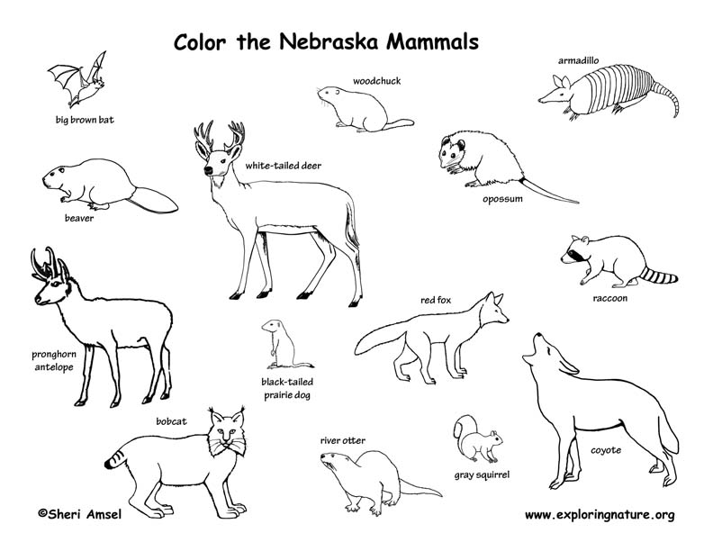 792x612 Nebraska Habitats, Mammals, Birds, Amphibians, Reptiles