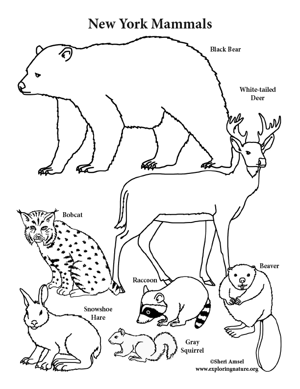 612x792 New York State Mammals Coloring Page