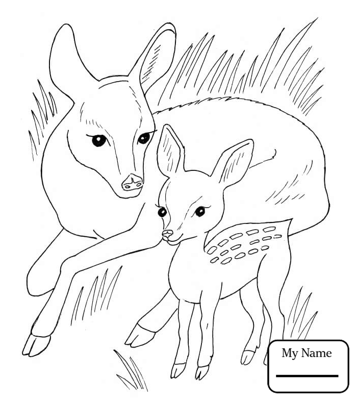 700x786 Roe Deers Mammals Coloring Pages For Kids