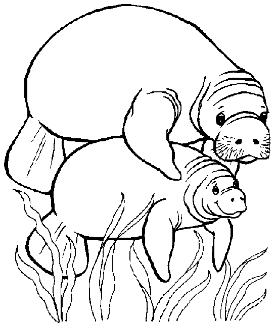 544x642 M Is For Manatee And Mommy Preschool Manatee
