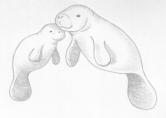 564x403 Overload Manatee Memes Different Types Of Funny Animal Memes