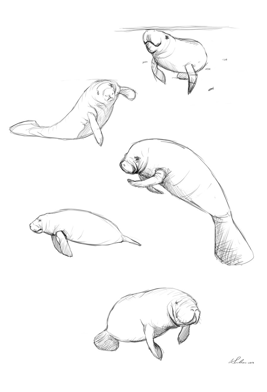 900x1321 Manatee Illustration