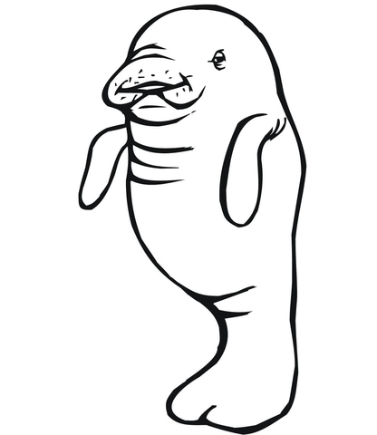 416x480 Baby Manatee Coloring Page Free Printable Coloring Pages