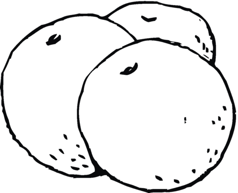 Mandarin Orange Drawing