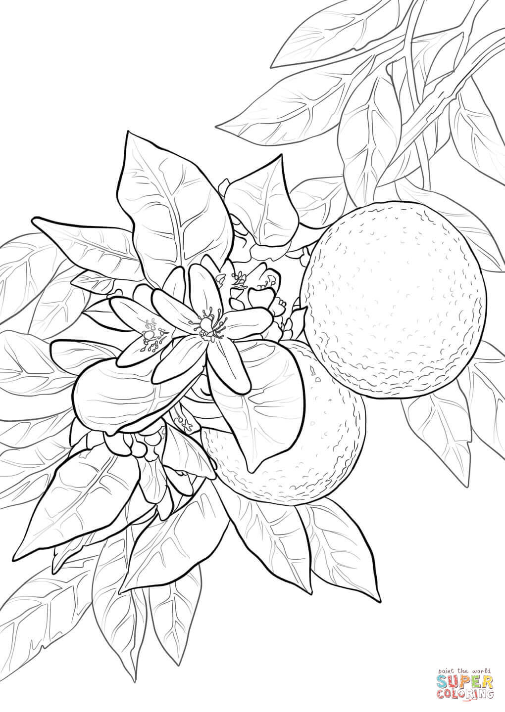 1020x1440 Orange Blossom Coloring Page Free Printable Coloring Pages