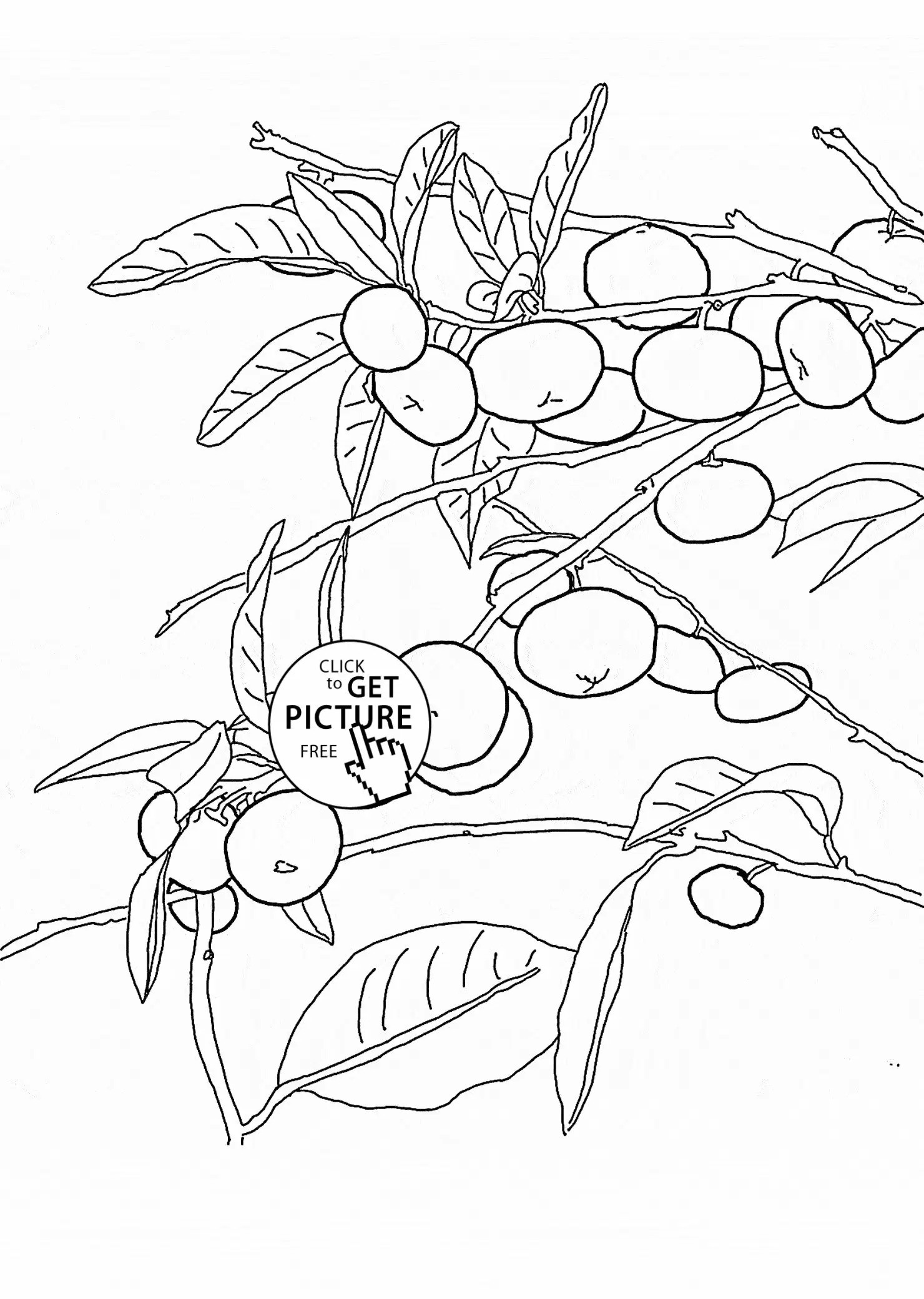 1480x2080 Orange Fruits Coloring Pages For Kids Freecolorngpages.co