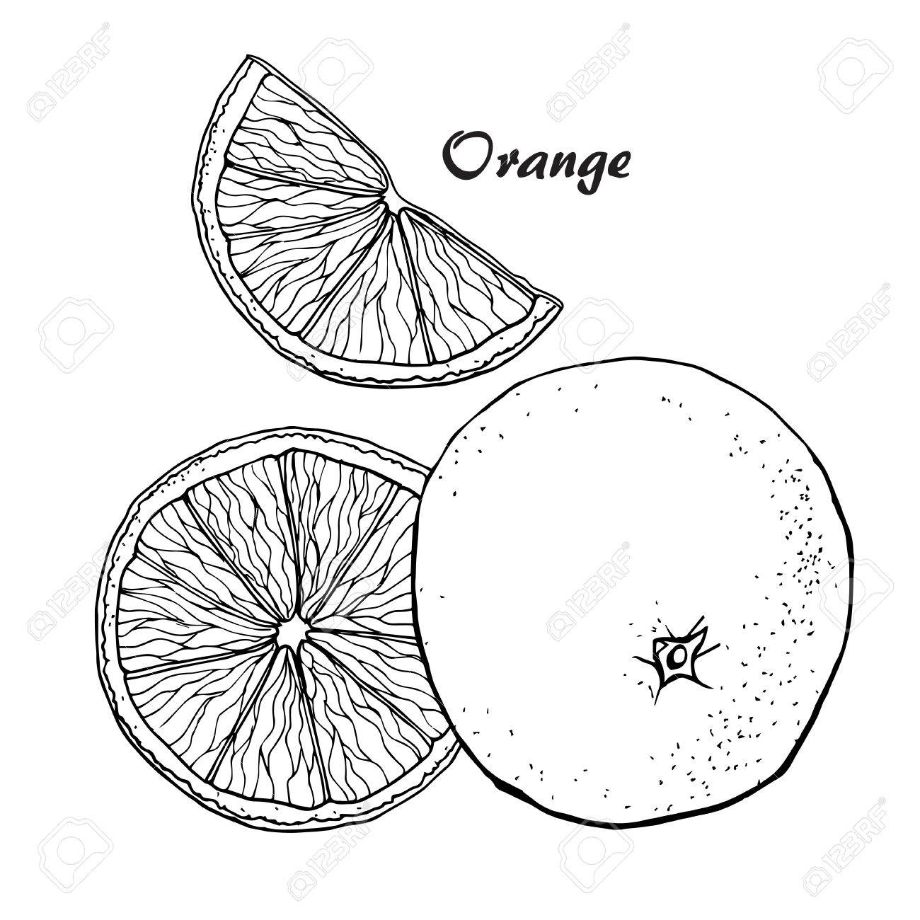 1300x1300 Vector Oranges Hand Drawn Sketch. Sketch Vector Food Illustration
