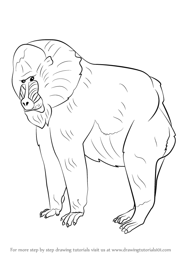 596x842 Learn How To Draw A Mandrill (Primates) Step By Step Drawing