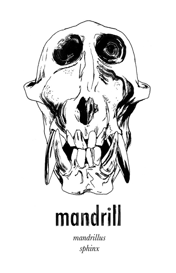 595x920 Mandrill (Piece 2), An Art Print By Aimee Flom