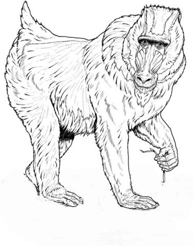 379x480 Mandrill Coloring Page Free Printable Coloring Pages