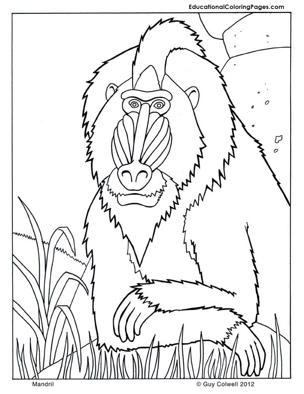612x792 Download Mandrill Animal Coloring Pages