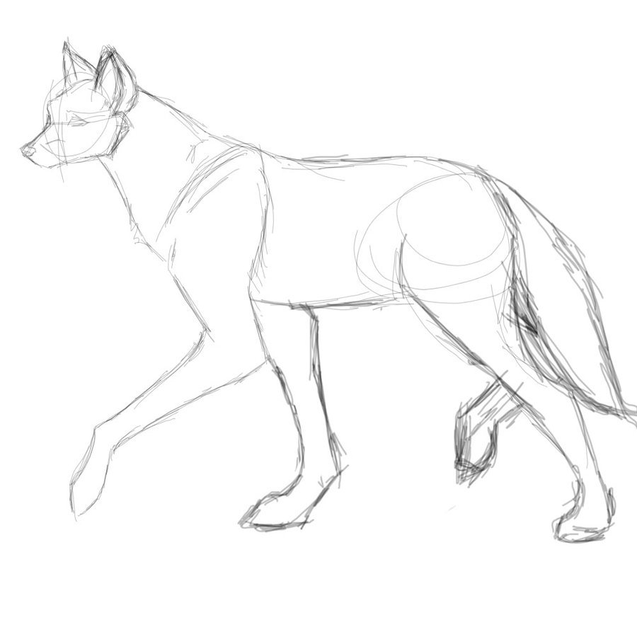 Maned Wolf Drawing at GetDrawings | Free download