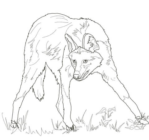 480x450 Maned Wolf Coloring Page Free Printable Coloring Pages