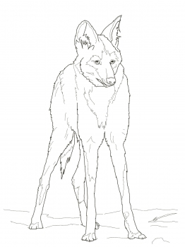 262x350 Reddish Maned Wolf Animal Colouring Pages Maned