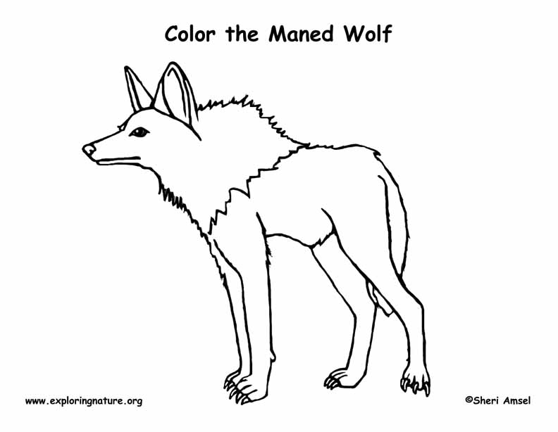 792x614 Wolf (Maned) Coloring Page