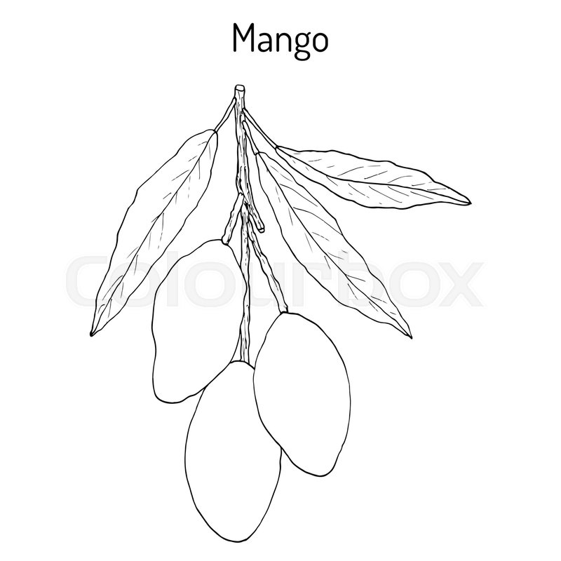 800x800 Mango Mangifera Indica , Tropical Plant. Hand Drawn Botanical