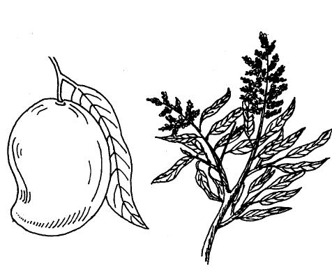 476x383 Filemango Konkani Vishwakosh.jpg