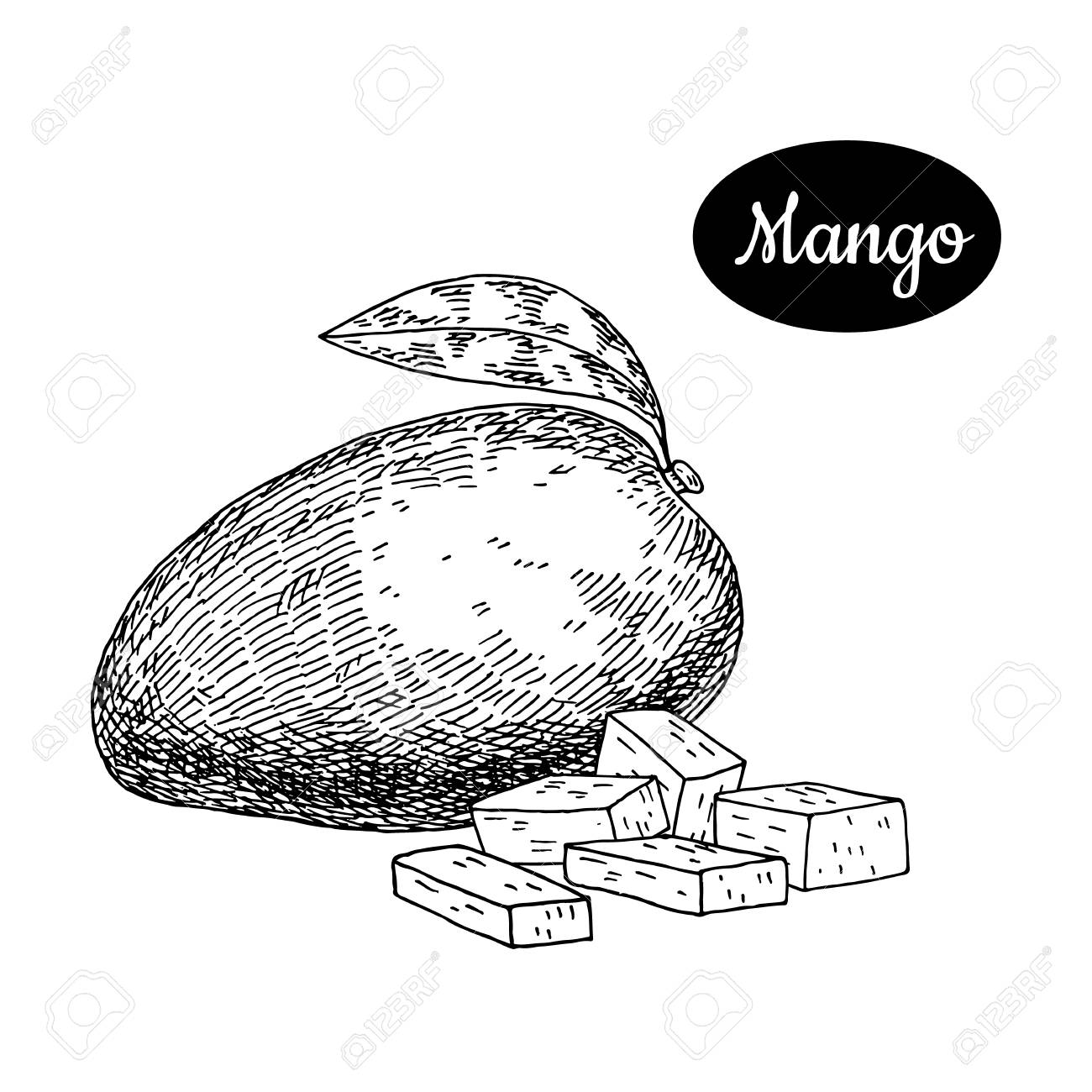 1300x1300 Fresh <b>Mango</b> Hand Drawn Sketch Style Tropical Summer Fruit Vector.