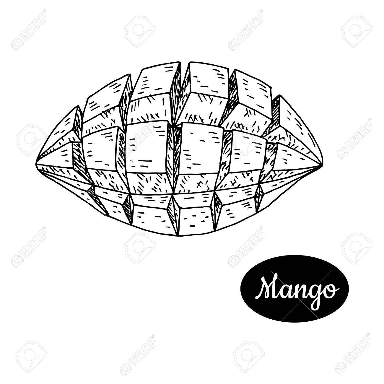 1300x1300 Fresh Mango Hand Drawn Sketch Style Tropical Summer Fruit Vector