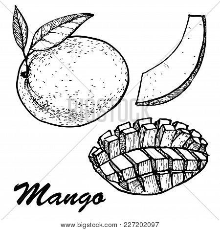 450x470 Mango Images, Illustrations, Vectors